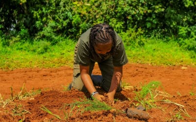 Virtual Forest Program Hits 10,000 Trees Milestone