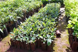 Tree seedling for sale