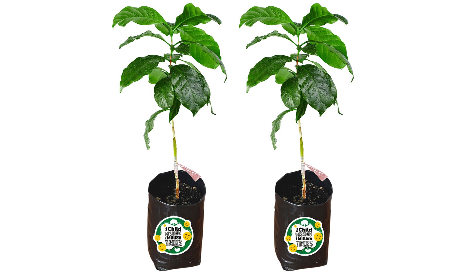 Tree seedling for sale